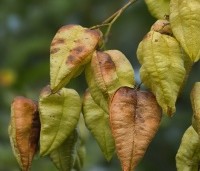 Koelreuteria paniculata - Chinese vernisboom - 3