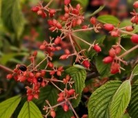 Viburnum plicatum 'Mariesii' - Japanse Sneeuwbal 'Mariesii' - 3