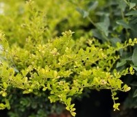 Ilex crenata 'Golden Gem' - Japanse hulst 'Golden Gem' - 1