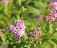Spiraea japonica 'Little Princess' - Spierstruik 'Little Princess' - vakbeplanting  - bloei