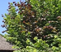 Corylus maxima 'Purpurea' - Roodbladige hazelnoot -  blad in juni. combinatie groene hazelaar