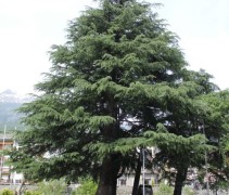 Cedrus deodara volwassen 