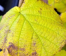 Corylus avellana 'Wunder aus Bolweiler'