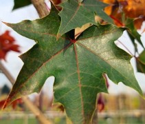 Acer 'Pacific Sunset'