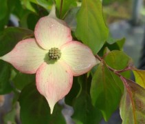 Cornus kousa Cappucino