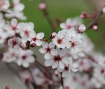 Prunus Cistena