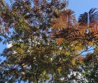 Albizia julibrissin 'Summer Chocolate' - Perzische slaapboom 'Summer Chocolate' - 3