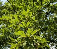 Quercus cerris - Moseik - 7