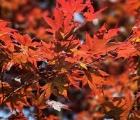 Acer palmatum 'Bloodgood' - Japanse esdoorn - 2