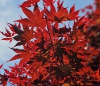 Acer palmatum 'Bloodgood' - Japanse esdoorn - 1
