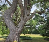 Pinus wallichiana - Tranenden - 2
