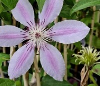 Clematis montana 'Nelly Moser' - Bosrank 'Nelly Moser' - 1