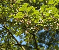 Acer pseudoplatanus - Gewone esdoorn - september