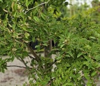 Stewartia pseudocamellia - Schijncamelia - 1