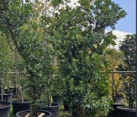 Arbutus unedo - Aardbeiboom - 2