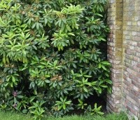 Rhododendron ponticum - Wilde rhododendron - 3