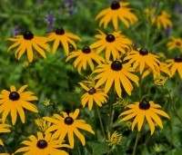 Rudbeckia fulgida 'Goldsturm' per kist á 24 st. - Zonnehoed geel - 1