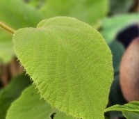 Actinidia deliciosa 'Jenny' - Kiwi zelfbestuivend Quickhedge - 1
