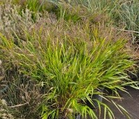 Hakonechloa macra - Japans siergras - 4