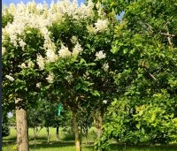 Syringa josiflexa 'Agnes Smith' - Sering josi. 'Agnes Smith' - hoogstam in volle bloei