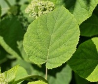 Hydrangea arb. 'Incrediball Strong Annabelle'  - Hortensia 'Incrediball Strong Annabelle' - 2