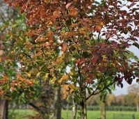 Pyrus calleryana 'Chanticleer' - Sierpeer - 2