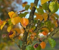 Pyrus calleryana 'Chanticleer' - Sierpeer - 1