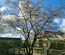 Amelanchier lamarckii