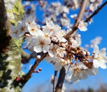 Bloesem prunus 'Trailblazer'