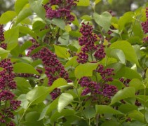 Syringa vulgaris 'Andenken an ludwig spath' bloesem