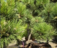 Pinus nigra 'Nana' - Oostenrijkse dwergden - 6