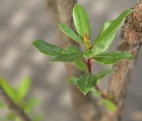 Arbutus unedo - Aardbeiboom - 3