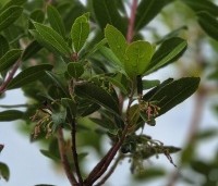 Arbutus unedo - Aardbeiboom - 2