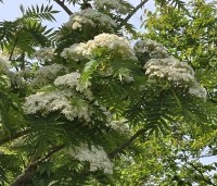 Sorbus 'Dodong' - Lijsterbes 'Dodong' - 1