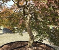 Acer palmatum 'Inaba-shidare' - Japanse Esdoorn 'Inaba-shidare' - 1