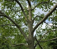 Juglans regia 'Buccaneer' - Walnoot - 5