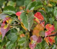 Pyrus calleryana 'Chanticleer' - Sierpeer - herfst