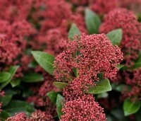 Skimmia japonica 'Rubella' - Skimmia - 3