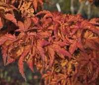 Acer palmatum 'Shishigashira' - Japanse Esdoorn 'Shishigashira' - 1
