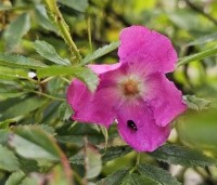 Rosa nitida - Glansroos - 3
