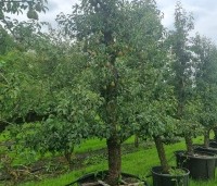 Pyrus com. 'Bomme Louise d'Avranches - Pyrus com. 'Bomme Louise d'Avranches - 2