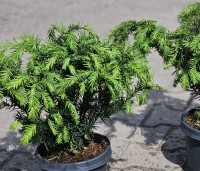 Taxus baccata 'Repandens' - Venijnboom - 1