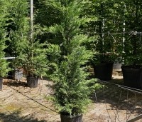 Cupressocyparis leylandii - Leylandcypres - 3