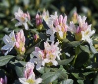 Rhododendron 'Cunningham's White' - Rododendron - 4