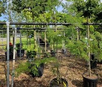 Albizia julibrissin - Perzische slaapboom - depot vak i. augustus 2024
