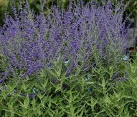 Perovskia atriplicifolia 'Blue Spire'  - Reuzenlavendel - 1