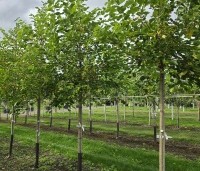 Morus alba 'White Berry' - Witte moerbei 'White Berry' - 2