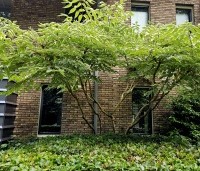 Aralia elata 'Variegata' - Aralia elata 'Variegata' - 1