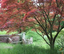 Acer Palmatum Atropurpureum