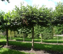 Dakvorm Tilia americana ‘Nova’ 